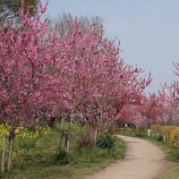 日本一の花桃まつりへ🌸