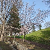 旭川　北の散歩道２０２４年春　山桜