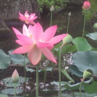 府中郷土の森　蓮池に行くも　見ごろを逸した