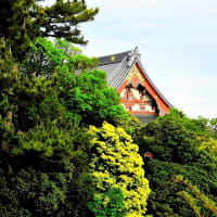 🐉🍃新緑の【池上本門寺】光景❢❢