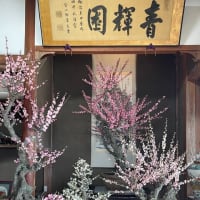 梅花園は来年に期待