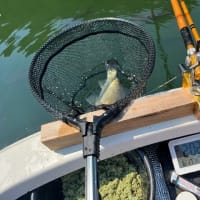 間瀬湖 へら釣り 2025 6 17 実釣109枚！午前中で束仕上げて午後から中尺振ろうとしたけど結果最後まで12尺振り切りました^^ 食い上げ対策楽しかったw