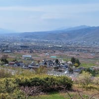 わに塚の一本桜　2025