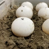 孵卵に関する考察・床材他(亀編)