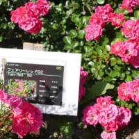 オロロンラインのバラ園と散策路と夕陽と