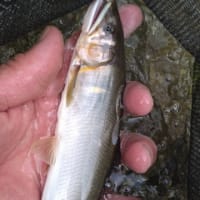 本流某所釣査!