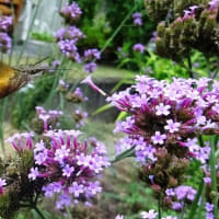 庭の花に集まる昆虫１