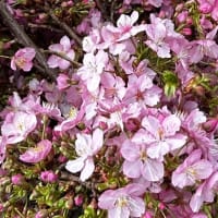 河津桜が咲いて