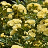 モッコウバラ、オダマキなど（自宅の花）