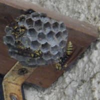 ハチ合わせは御免である・・・