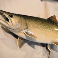 中禅寺湖のレイクトラウト - 一心房LOG 魚の剥製制作販売注文 中禅寺湖のレイクトラウト - 一心房LOG 魚の剥製制作販売注文