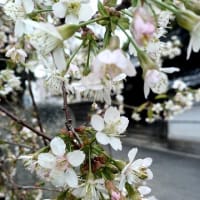 初詣　お正月の桜