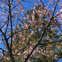 伊那小沢駅の寒桜