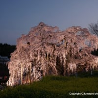 2024三春滝桜・ライトアップ