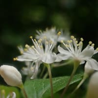 サワフタギ　森の中の白い花