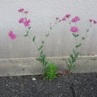 蟄居と籠城！