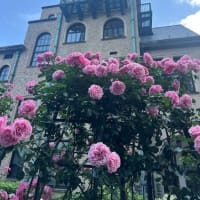 KIOI ROSE WEEK 2025