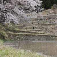 三多気の桜