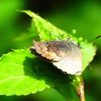 コツバメ Callophrys ferrea ：宅緩便