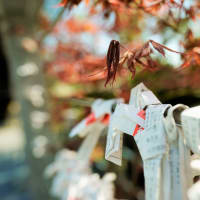 河童、慈光寺の記憶袋に踊らされる。今日は花。