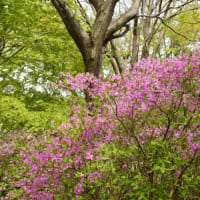 メギの花