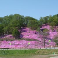 東もこと芝桜公園