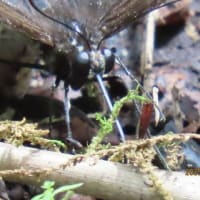 お山であった鹿と蝶