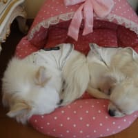 同じ格好でねんねZZｚｚｚｚ