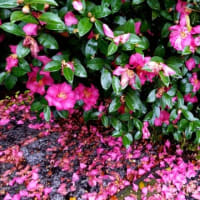　～～ヒイラギ、ツバキ、サザンカ、クチナシの実～～❀🌺💠🍍