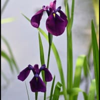 「赤堀花しょうぶ園」