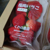 【マルシェル特売品】≪平詰め≫　あまおう　2パック入り　約500ｇ
