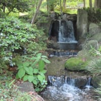 公園散歩　千葉市都市緑化植物園