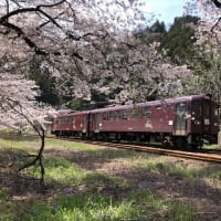 新規OPEN した「そば屋」さんと「わたらせ渓谷鉄道」の「桜」