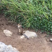 サギソウ と黒岳〜