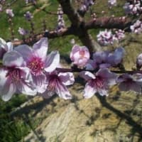 4月6日　小田切いくみアナ