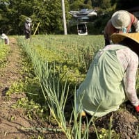 ◆  千代ネギ圃場の草取り