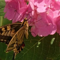 輪之内の紫陽花1①