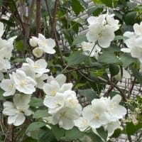 庭の花々