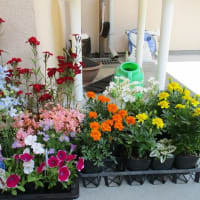 白梅の森　花を購入の巻