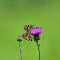 広島県世羅町紀行／コウノトリ　ブッポウソウ　ヒョウモンモドキ　ハッチョウトンボなど