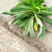 イワギボウシ＆斑入り植物