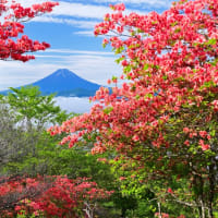 雲海とレンゲツツジと富士山
