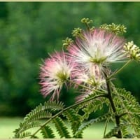 合歓の花咲く