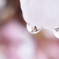 ４、花を撮る～ミクロの世界を楽しむ～
