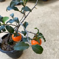 盆栽と斑入り