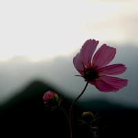 久々の更新
