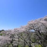 花と空 by 空倶楽部