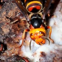 コガタスズメバチ