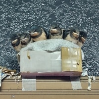 7/1火：つばめの巣立ちから学んだこと