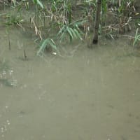 オオカナダモ抜去　３回目
